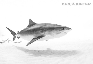 Solo Tiger over the sand by Ken Kiefer 